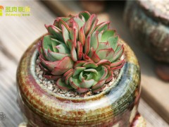 楊金、央金、妖精多肉植物