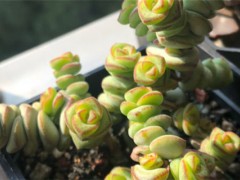 多肉有毒嗎能放室內嗎，對身體有害嗎