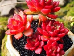 9種爆盆厲害的紅色多肉，給點陽光，保證溫差，火紅喜慶惹人愛