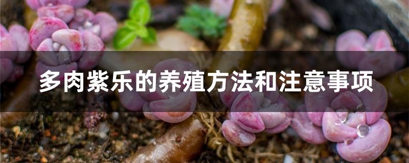 多肉換盆注意事項(xiàng)_多肉換盆用換土嗎_換盆的多肉要澆水嗎
