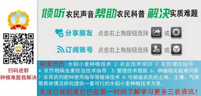 小麥農(nóng)藥促進分蘗的措施_小麥農(nóng)藥促進分蘗的原因_促進小麥分蘗的農(nóng)藥