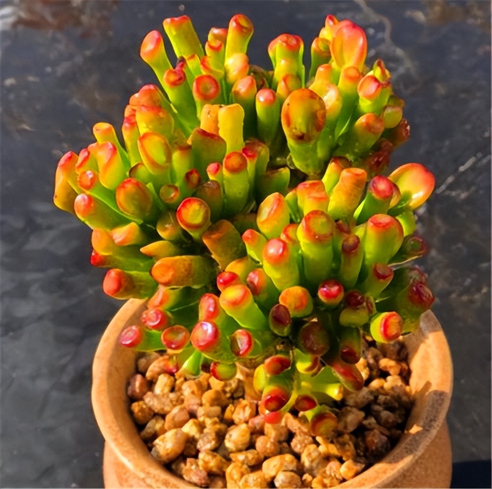 吸財(cái)樹(shù)多肉_吸財(cái)樹(shù)多肉葉子發(fā)皺_吸財(cái)樹(shù)多肉怎么養(yǎng)