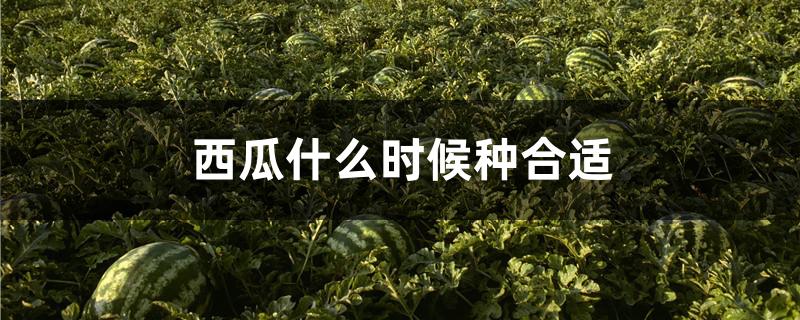 西瓜種啥時(shí)候種_西瓜種植時(shí)候好澆水嗎_西瓜什么時(shí)候種植最好