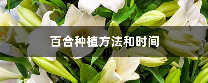 百合種植技術(shù)與栽培管理_百合種植_百合種植畝產(chǎn)值及利潤