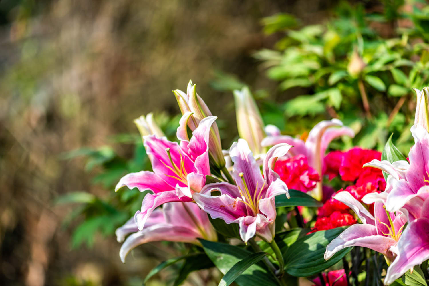 百合種植_百合種植畝產(chǎn)值及利潤_百合種植技術(shù)與栽培管理