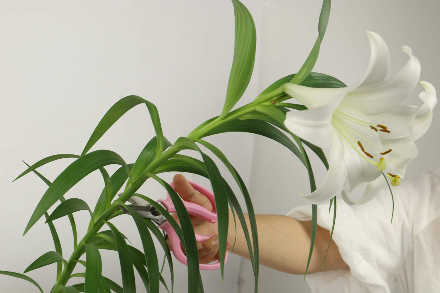百合種植_百合種植畝產(chǎn)值及利潤_百合種植技術(shù)與栽培管理