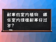 耐寒的室內植物(哪些室內綠植耐寒好過冬？)