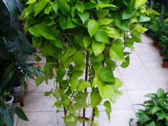 秋天養這8種綠植，深受花友喜愛，好養耐養，花期長開花多
