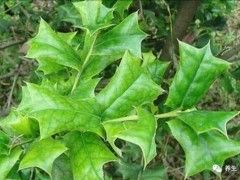農村一種鳥兒都不敢站上去的小灌木，卻有很多藥用價值，大家來認識一下