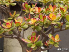 客廳養這12種綠植和8款花卉，顏值高，壽命長，還很好活易打理