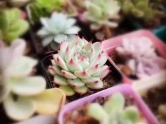 多肉小苗曬太陽(yáng)有講究，掌握一點(diǎn)，不收空盆，逆襲胖富美