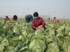 立秋后種這7種蔬菜，好管理宜儲存，能吃到春節后