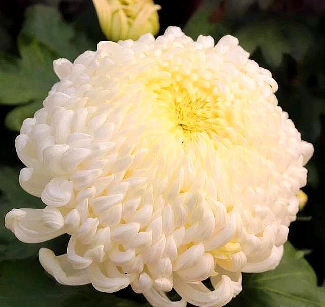 菊花種植時候好養(yǎng)嗎_菊花什么時候種植最好_菊花種植時候好種嗎