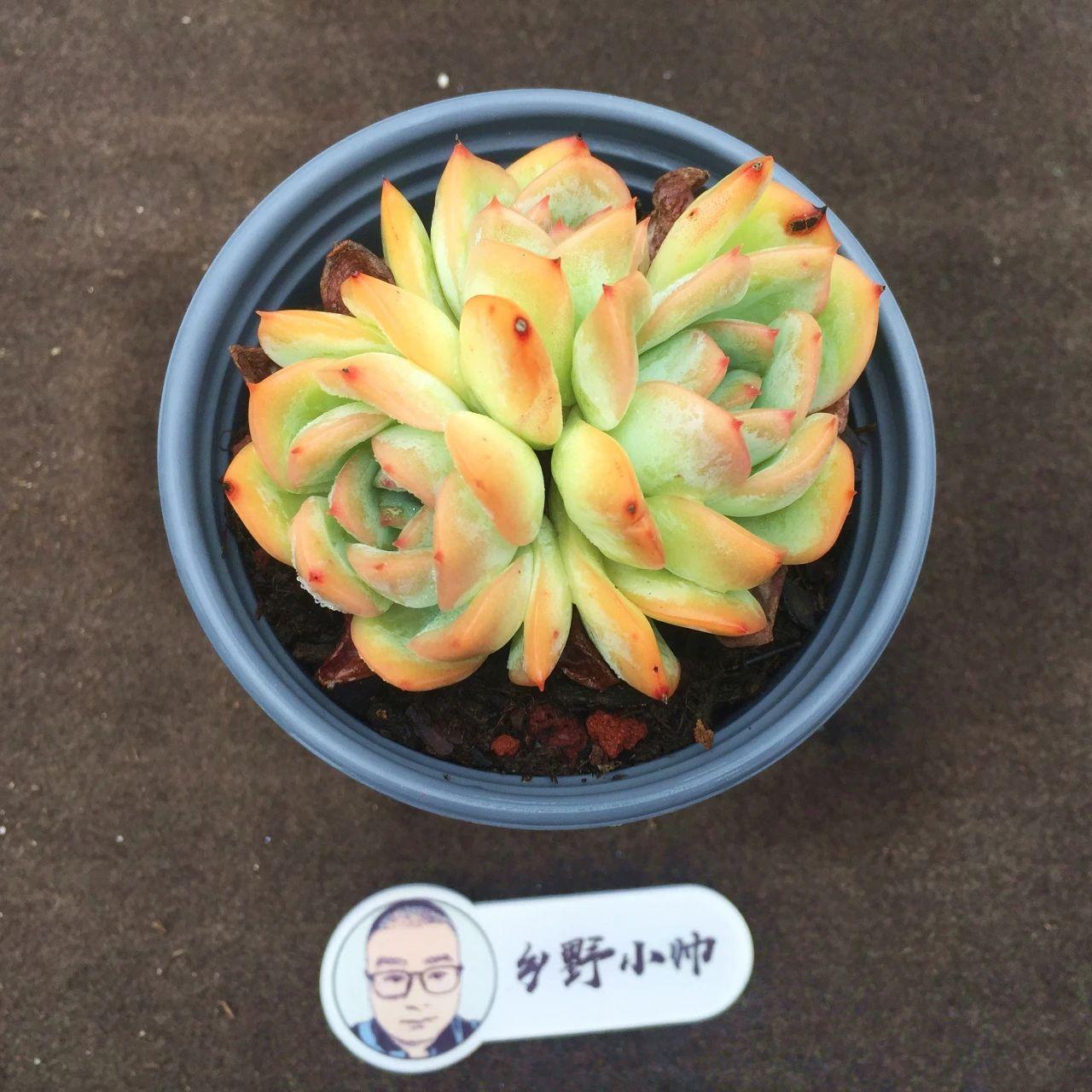 多肉植物麥稈怎么養(yǎng)_多肉麥稈養(yǎng)護(hù)_多肉麥稈的養(yǎng)殖方法和注意事項