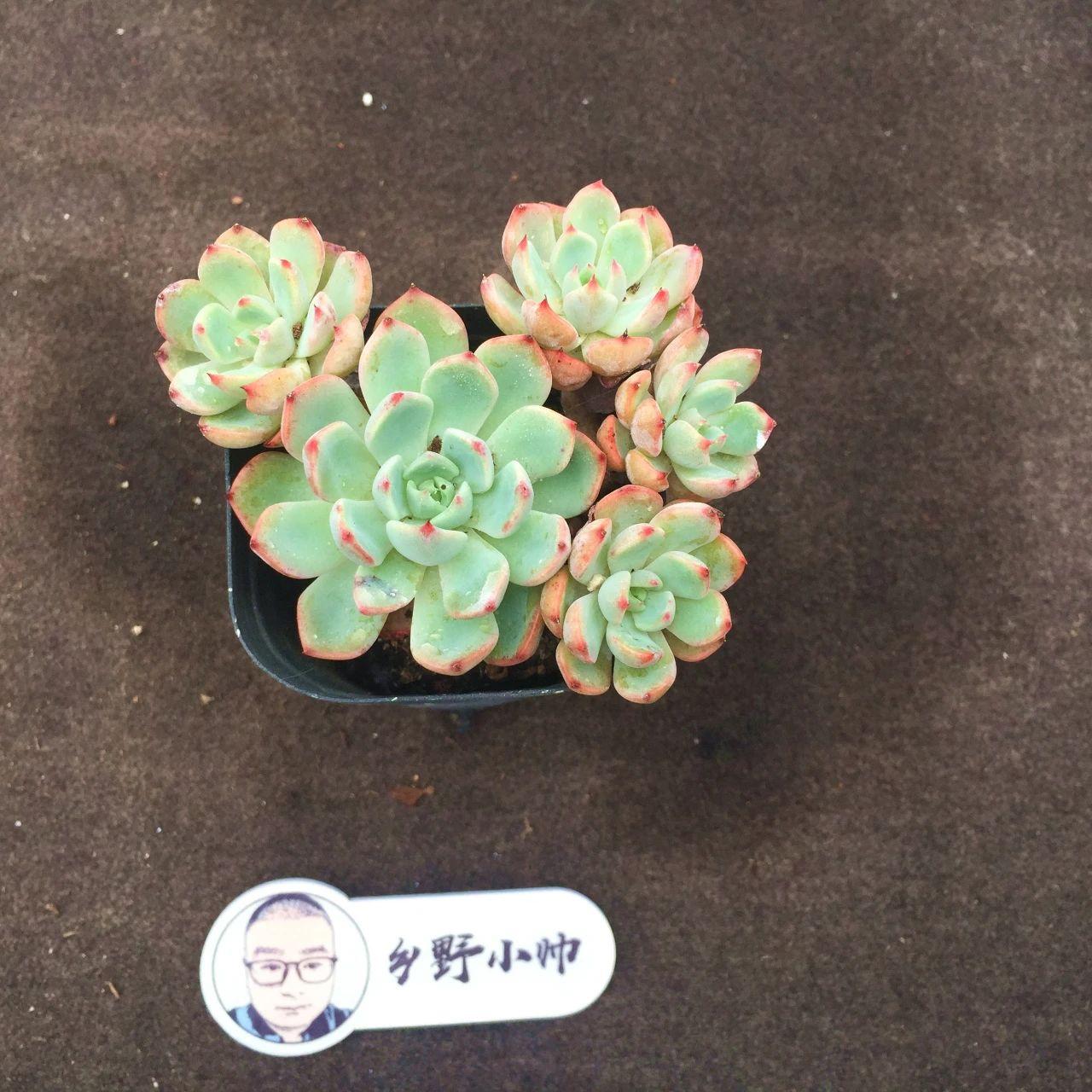 多肉麥稈養(yǎng)護(hù)_多肉植物麥稈怎么養(yǎng)_多肉麥稈的養(yǎng)殖方法和注意事項