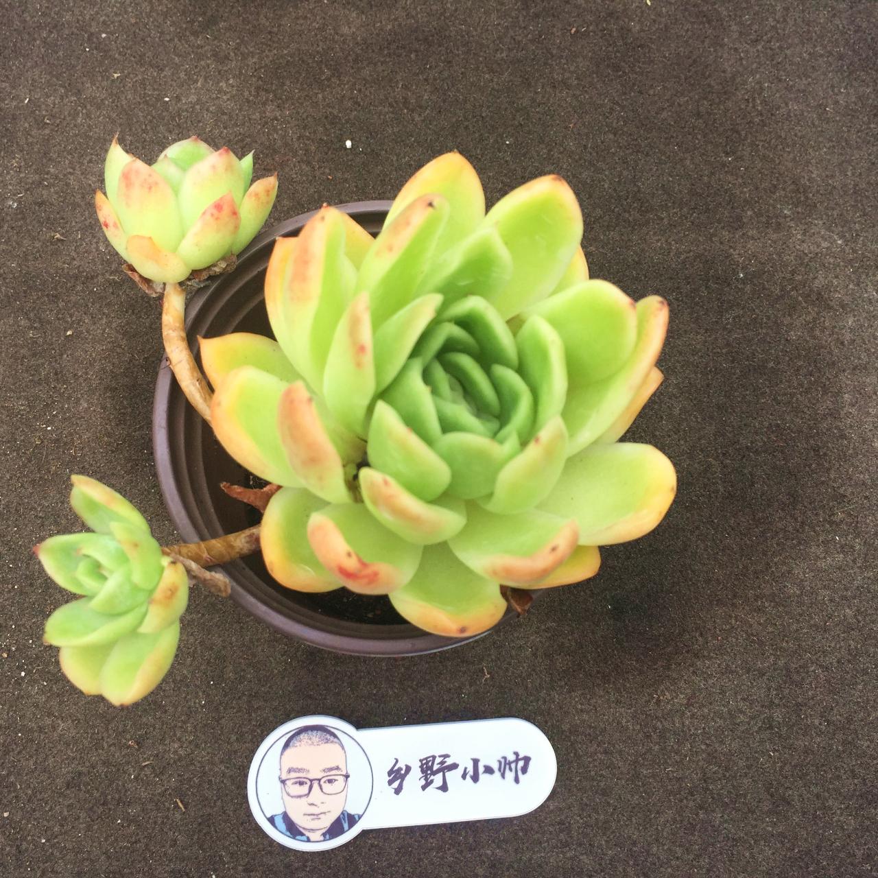 多肉麥稈養(yǎng)護(hù)_多肉植物麥稈怎么養(yǎng)_多肉麥稈的養(yǎng)殖方法和注意事項
