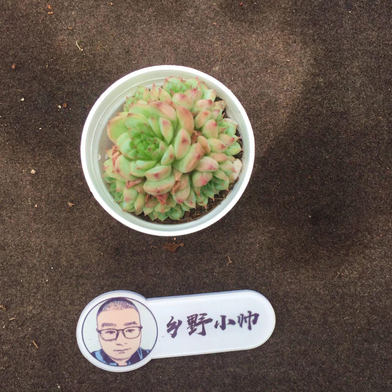多肉麥稈的養(yǎng)殖方法和注意事項_多肉麥稈養(yǎng)護(hù)_多肉植物麥稈怎么養(yǎng)