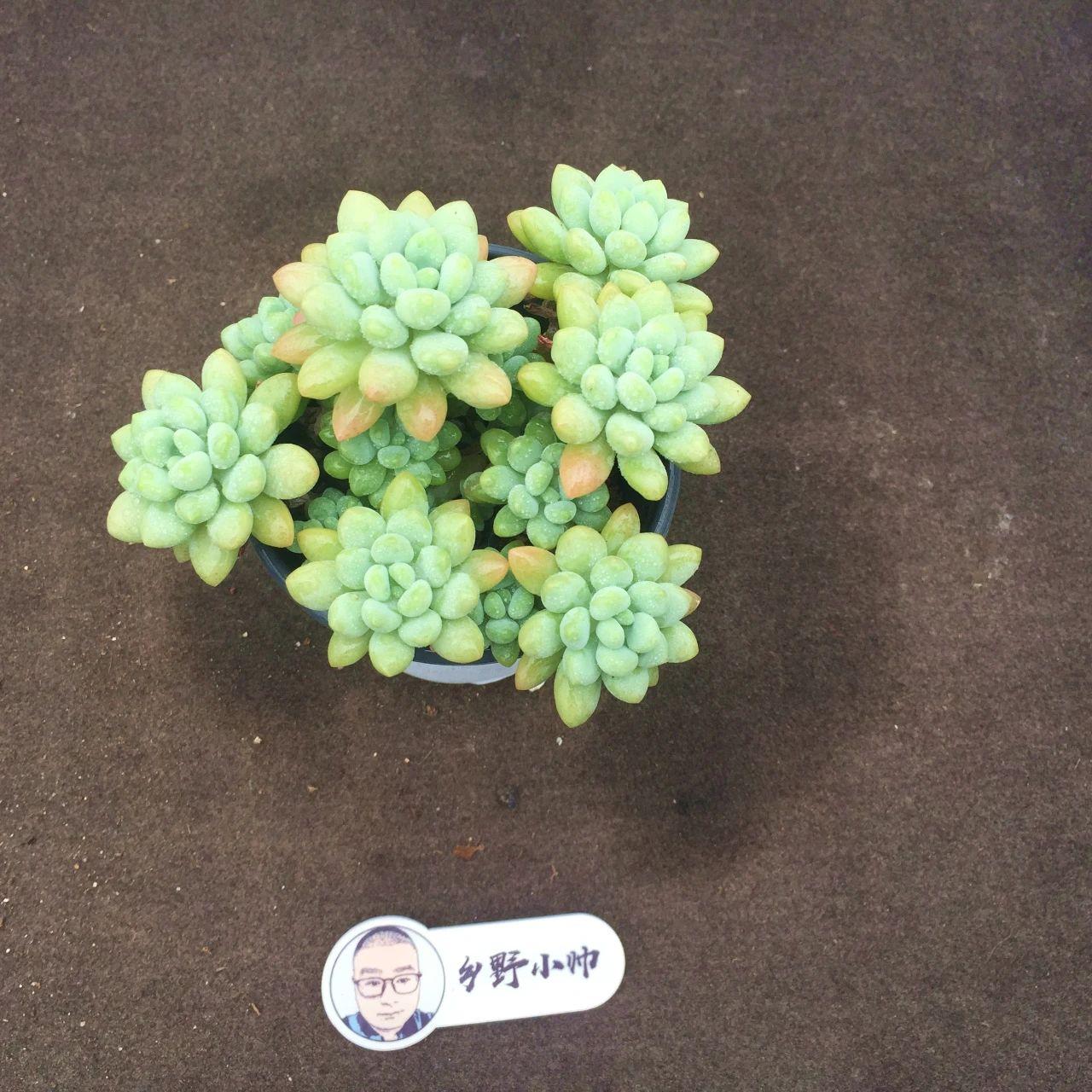 多肉麥稈養(yǎng)護(hù)_多肉植物麥稈怎么養(yǎng)_多肉麥稈的養(yǎng)殖方法和注意事項
