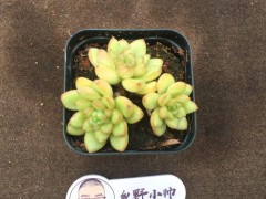 分享精品多肉，群生的小老樁，一起看看吧