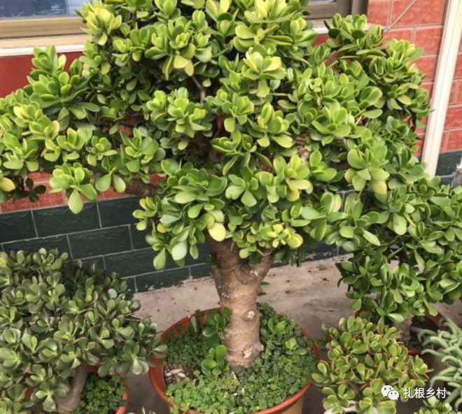 寓意室內綠植適合好養的植物_適合室內寓意又好的綠植_室內寓意好的綠植