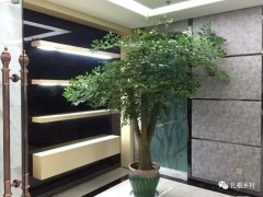 老話說：客廳見樹，不發也富，養這5種樹不僅好看，寓意還好