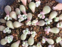 新手葉插多肉植物，了解掌握5個(gè)要點(diǎn)，成活率高，一盆輕松變多盆