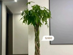 家里客廳沒光的看過來！養這6種綠植準沒錯！