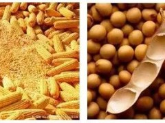 吃玉米大豆或?qū)е伦蚤]癥？草甘膦成最毒農(nóng)藥！