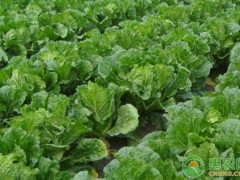 白菜長白斑打什么農(nóng)藥？