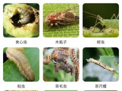 這2種生物殺蟲劑：能滅殺數(shù)十種害蟲，無毒、無污染、無農(nóng)藥殘留